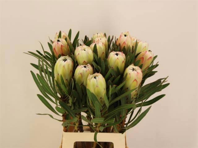<h4>PROTEA WHITE NIGHT</h4>
