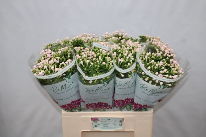 Bouvardia double Diamond Lightpink