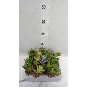 Crassula   ...mix