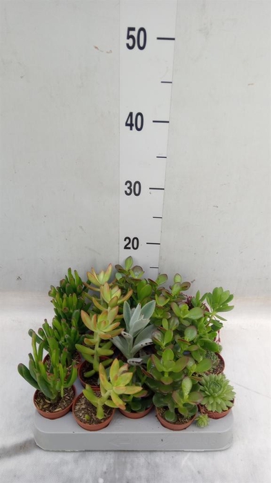 <h4>Crassula   ...mix</h4>