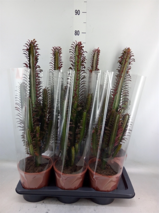 <h4>Euphorbia trigona 'Rubra'</h4>