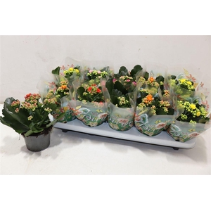 arr8 Kal Ge Perf Gem 5 Kl