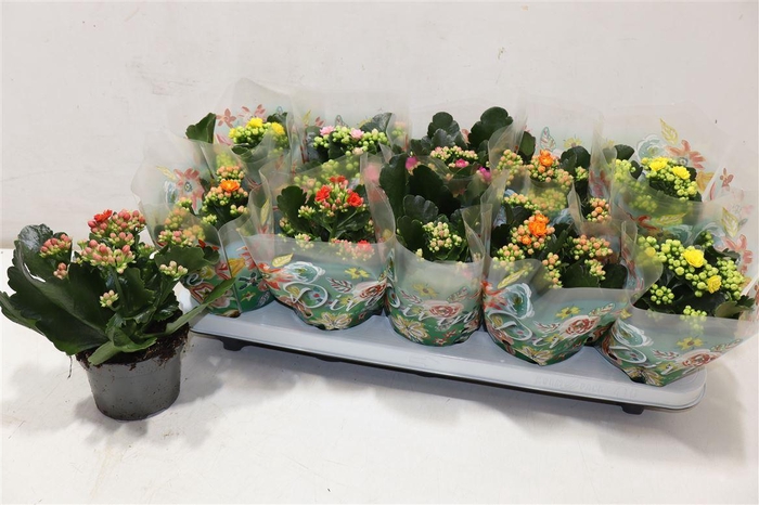 <h4>arr8 Kal Ge Perf Gem 5 Kl</h4>