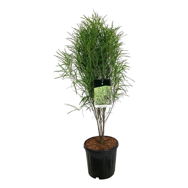 <h4>Frangula alnus Fine Line ®</h4>