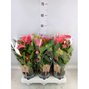 Anthurium  'FC Romantico'