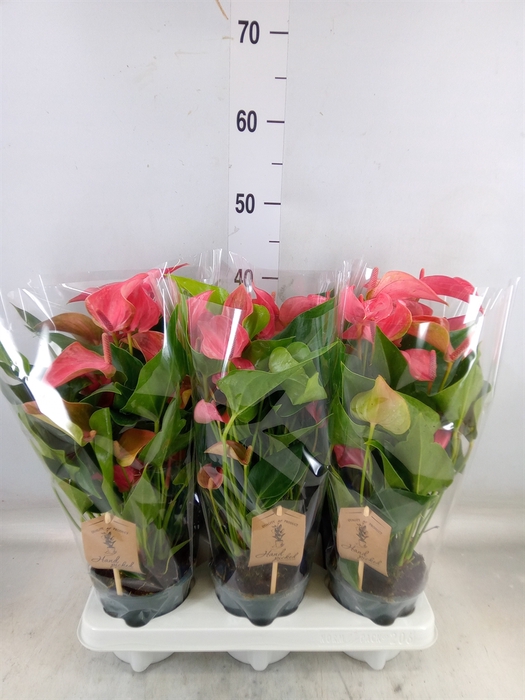 <h4>Anthurium  'FC Romantico'</h4>