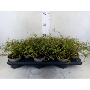 Muehlenbeckia com. 'Mao'ri'