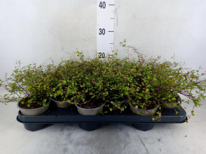 <h4>Muehlenbeckia com. 'Mao'ri'</h4>