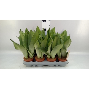 Sansevieria trifa. 'Moonshine'