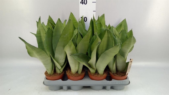 <h4>Sansevieria trifa. 'Moonshine'</h4>
