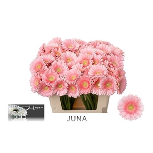 GE MI JUNA