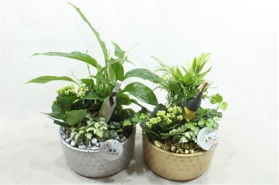 <h4>SC003 LOES SYLVESTER</h4>