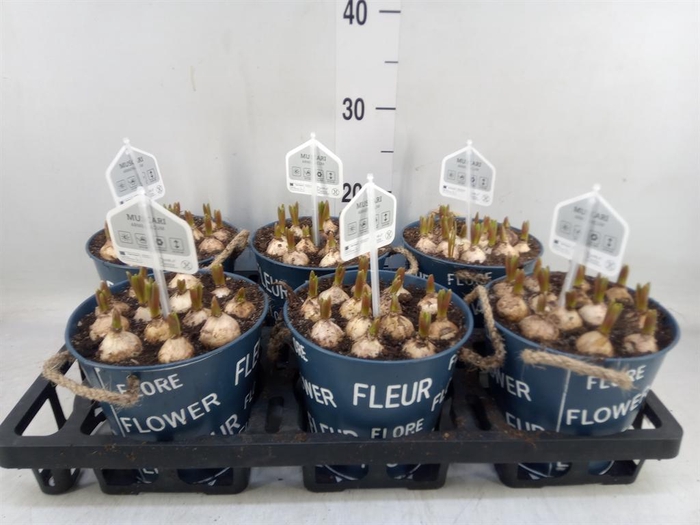 <h4>Arr.  Muscari L%</h4>