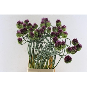 Allium Otemoyan