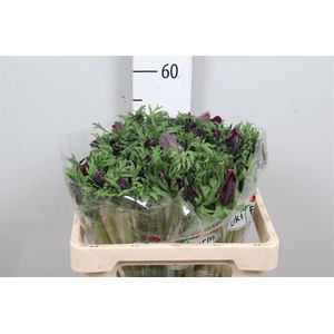 Anem Co Galil Bordea