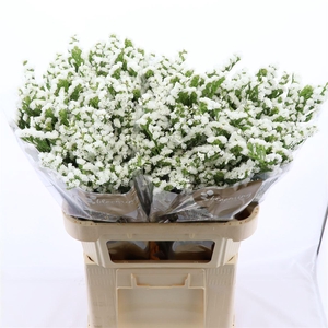 Statice Paula White+ | Heavy Quality