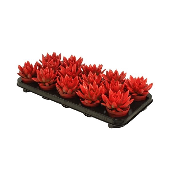 <h4>Echeveria coloured tomato red</h4>