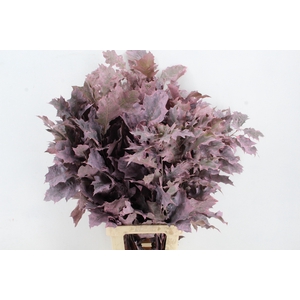 QUERC RUBRA 80CM FROST ROSE