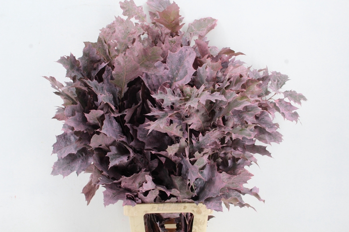 <h4>QUERC RUBRA 80CM FROST ROSE</h4>