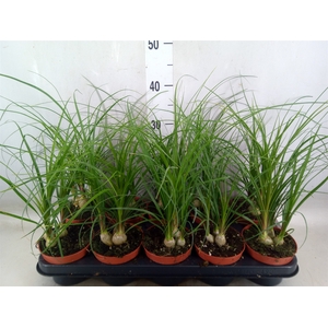 Beaucarnea recurvata