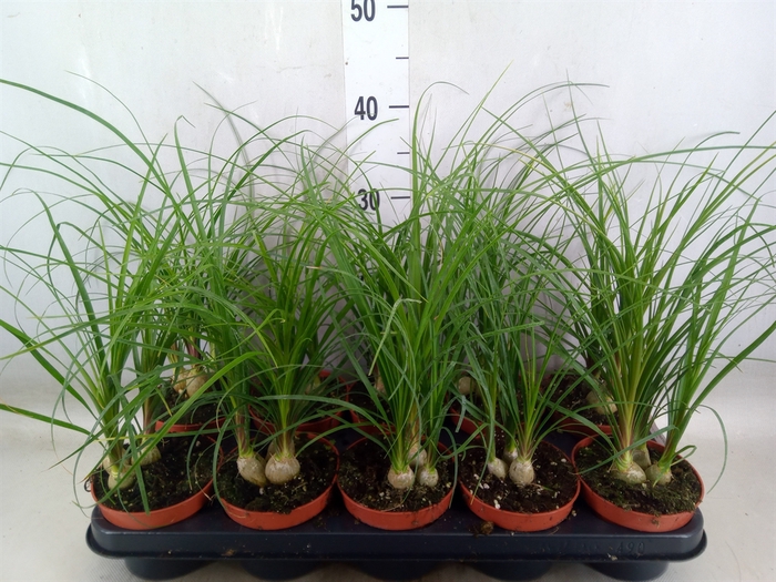 <h4>Beaucarnea recurvata</h4>