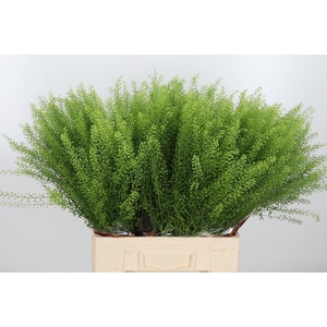 Lepidium Green Bell
