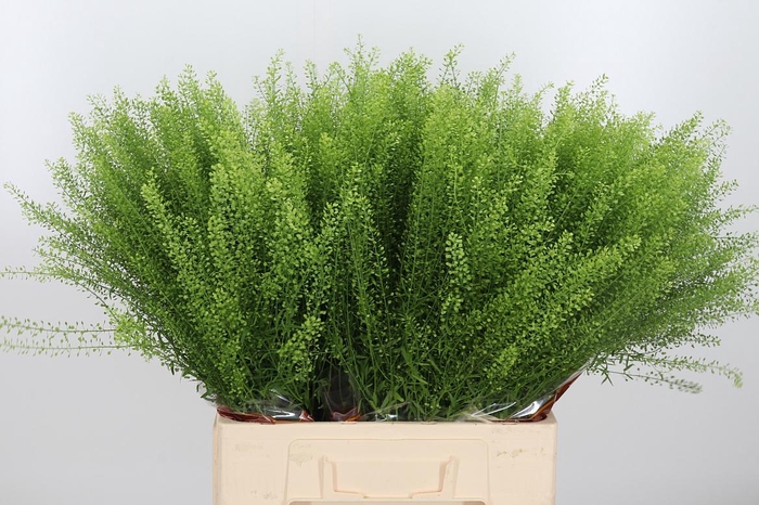 <h4>Lepidium Green Bell</h4>