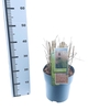 Miscanthus sinensis