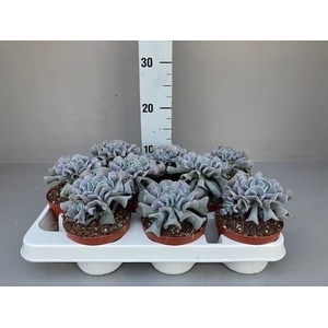 Echeveria   ...