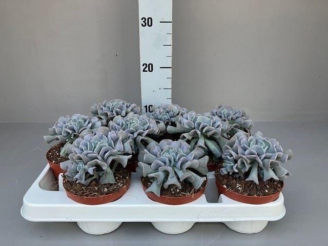 <h4>Echeveria   ...</h4>
