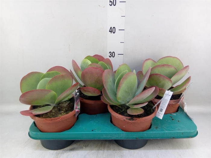<h4>Kalanchoe NF thyrsiflora</h4>