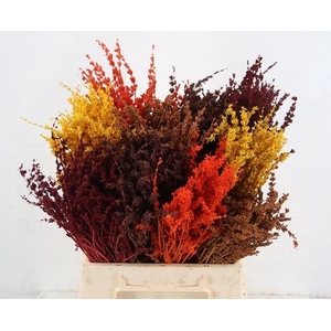 DF Lavendel Bs Autumn Mix