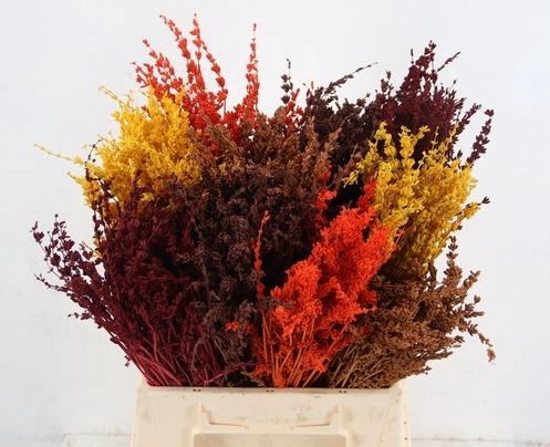 <h4>DF Lavendel Bs Autumn Mix</h4>