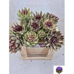 CYNARA SCOLYMUS GREEN GLOBE CYNARA
