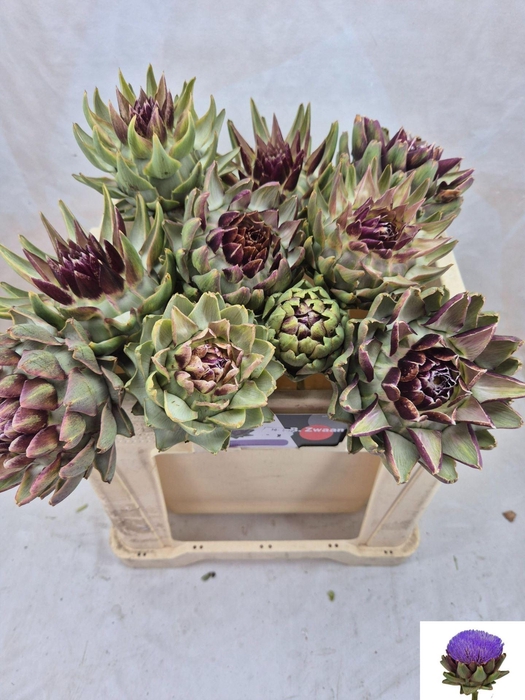 <h4>CYNARA SCOLYMUS GREEN GLOBE CYNARA</h4>