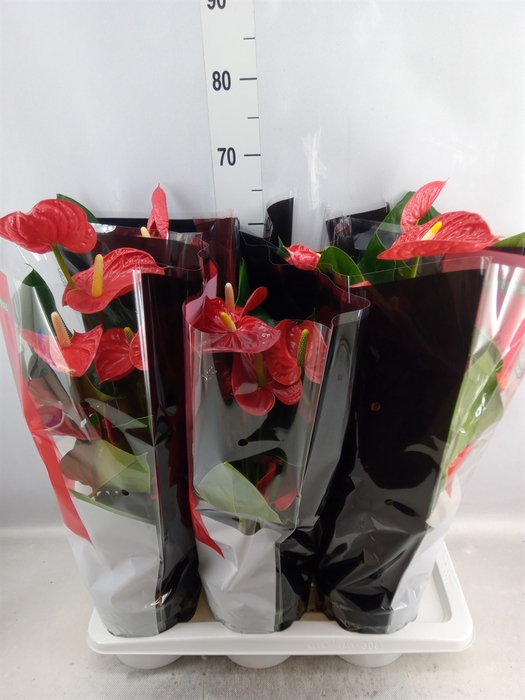 <h4>Anthurium andr. 'Madural'</h4>