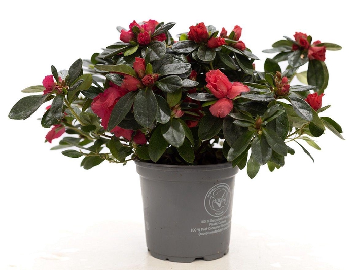 <h4>1st class Azalea red P&PURE Collection</h4>