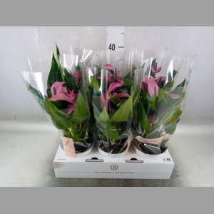 Anthurium  'Zizou'