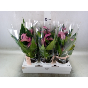 Anthurium  'Zizou'