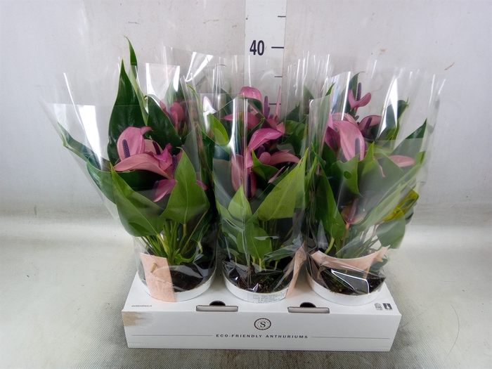<h4>Anthurium  'Zizou'</h4>
