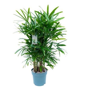 Rhapis Excelsa (bark)