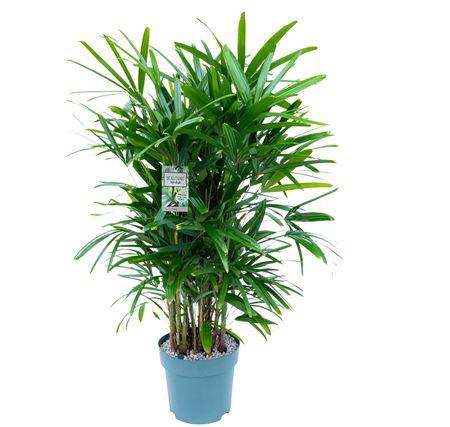 <h4>Rhapis Excelsa (bark)</h4>