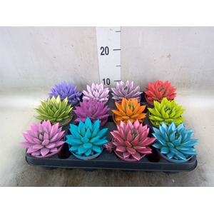 Echeveria  'Miranda'