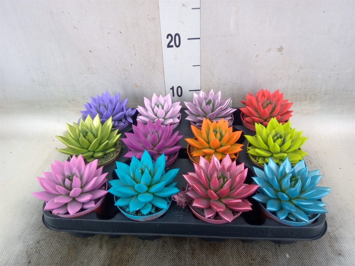 <h4>Echeveria  'Miranda'</h4>