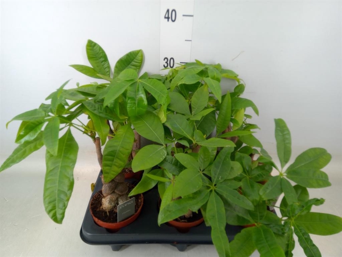 <h4>Pachira aquatica</h4>