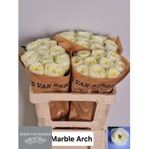 R Gr Marble Arch Bebber