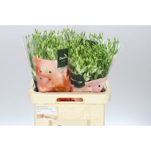 Eust En Botanic White