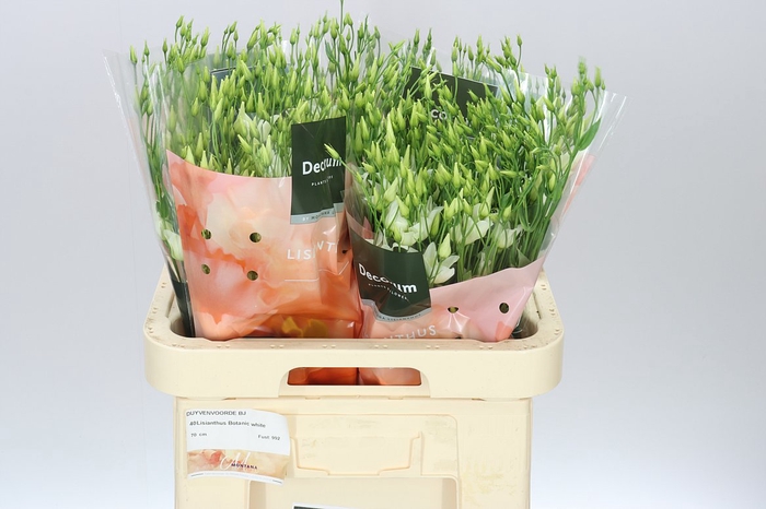 <h4>Eust En Botanic White</h4>