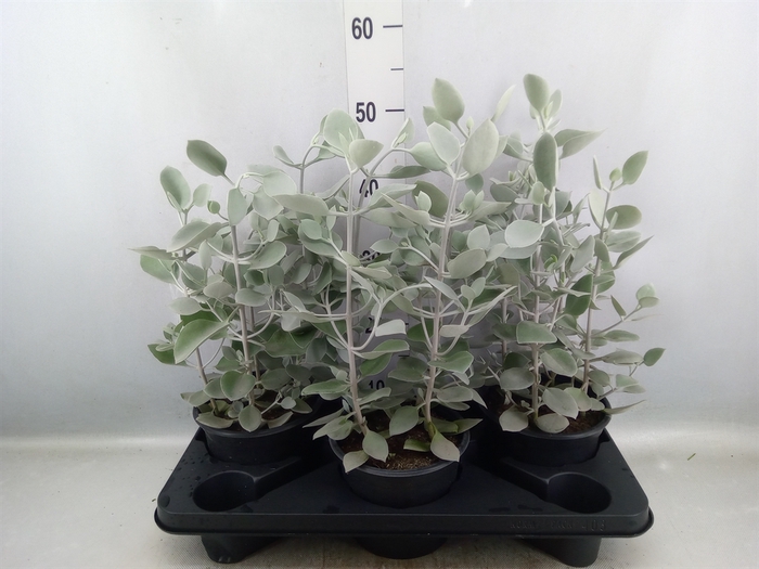 <h4>Kalanchoe NF   ...</h4>