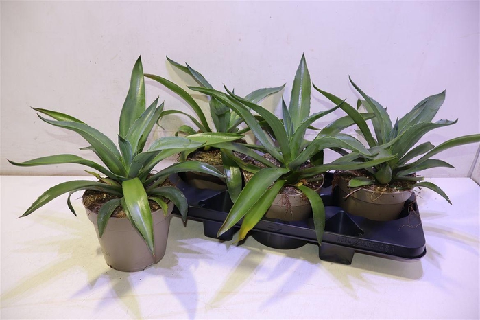 <h4>arr8 Agav Lophantha</h4>